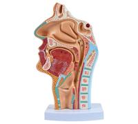 Anatomical Ent Teaching Model, PVC Human Nasal and Pharynx Structure with Color-Coded Parts, Visual Aid for Student and Clinical Use