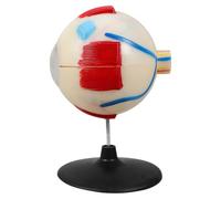 Anatomical Eye Model 6x Enlarged Plastic Teaching Instrument