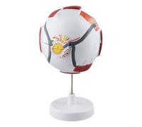 Anatomical Eyeball Model for Scientific Education, 6x/3x Enlarged Human Eye Structure with Detachable Parts, PVC Simulation Eye Teaching(6-FOLD)