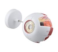 Anatomical Eyeball Model for Students with Realistic Detail, Available in 3x and 6x Magnification Levels (3x)