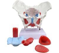Anatomical Female Pelvic Model, Life Size Human Female Pelvis Model With Pelvic Floor Muscles Colored and 4 Removable Organs, For Nursing Practice Health Education Teaching