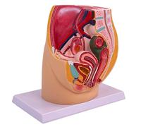 Anatomical Female Pelvis Cavity Model Realistic Reproductive Organs Anatomy for Teaching Clinical Settings Pelvic