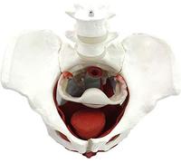 Anatomical Female Pelvis Model Removable Fascia Layers of The Female Pelvis And Perineum Quality PVC Gynecology Training