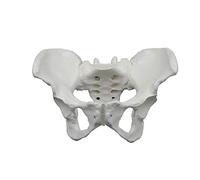Anatomical Female Pelvis Model Shows Sacrum Ilium Pubis Lumbar Vertebr Coccyx for Clinical Settings 10 X 6.69 X 5.51In Female Pelvis Model Flexible Flexible with Baby