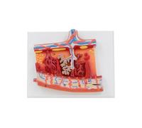 Anatomical Fetal Membrane Placenta Model, Human Placenta Anatomy Model for Doctor Patient Communication, Diseases Study Visual Aid for Organ Structure