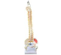 Anatomical Flexible Human Spinal Column Model - 45cm Vertebral Lumbar Curve for Medical Teaching and Education