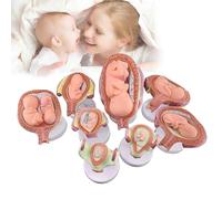 Anatomical Foetal Development Model, Human for Anatomy, 8-Piece Set for Teaching Tools, 1:1 Pregnancy Embryonic