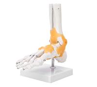 Anatomical Foot Model,Adult Human Skeleton Ligament Foot Ankle Joint Anatomical Model