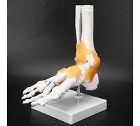 Anatomical Foot Model,Foot Skeleton Model Human Anatomical Foot Model Life Size Foot Joint Model for Educational Purposes Anatomically Accurate Foot Model