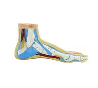 Anatomical Foot Model Human Normal Flat Arched with Bones, Muscles, Ligaments, Skull and Ankle, Medical Skeleton and Ligaments of the Ankle