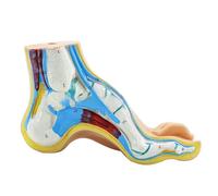 Anatomical Foot Model Human Normal Flat Arched with Bones, Muscles, Ligaments, Skull and Ankle, Medical Skeleton and Ligaments of the Ankle