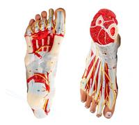 Anatomical Foot Model - Life Size Human Foot Bones With Numerical Markers And Descriptive Texts, Removable Parts For Medical Study
