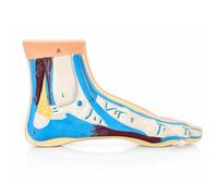 Anatomical Foot Model, Medical Education and Training Aid (Flat Foot)