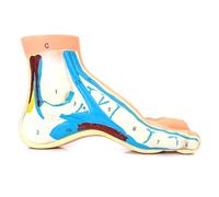 Anatomical Foot Model, Medical Education and Training Aid (High Arc Foot)