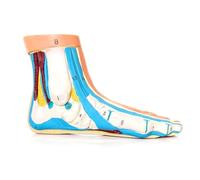 Anatomical Foot Model, Medical Education and Training Aid (Normal Foot)
