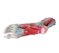 Anatomical Foot Model With Muscles And Vascular Nerve, Life-Size Foot Joints For Educational And Medical Use, Detailed Plantar Level Representation