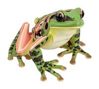 Anatomical Frog Model - 4D Vision Frog Anatomy Model - Biological Science Model Anatomical Frog Model - Anatomy Model Animal Anatomical Model - for EducationalAid,A