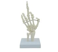 Anatomical Hand Skeleton Model Life Size Human Hand Bone Movable Knuckles Finger for Lab Hospital Education Use Skeleton Model