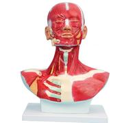Anatomical Head Neck Chest Models of Human Head Facial Muscles Anatomical Models Head Neck Vascular Models of Carotid Artery Head Neck Muscles School Teaching Tools Artistic Sculpture Model
