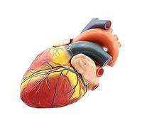 Anatomical Heart Model 1:1 with Magnetic Assembly and Digital Signs, Detachable Auricle Ventricular Wall Human Model