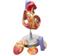 Anatomical Heart Model 20 * 14 * 17CM Teaching Aids For Heart from Atrium 4 pieces of 59 Digital Logos 1: 1 Heart Model for Medical Student Lab Classroom Use