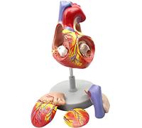 Anatomical Heart Model 20 * 14 * 17CM Teaching Aids For Heart from Atrium 4 pieces of 59 Digital Logos, 1: 1 Heart Mode