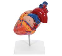 Anatomical Heart Model for Teaching Boys and Girls Realistic Heart Parts Internal Structure Cardiac Anatomy Model for Human Body