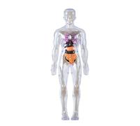 Anatomical Human Body Model Clear Human Skeleton Anatomy with Detachable Organs for Classroom Demonstrations Organ Exhibition Study Aid