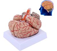Anatomical Human Brain Model - 8-Part Life Size Educational Display with Labels for Science Classroom Study