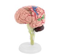 Anatomical Human Brain Model Plastic Medical Teaching Tool Disassembled Educational Toy for Neurology Students Doctors Kids White Base 10 x 8 x 6cm