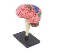 Anatomical Human Brains Model with Detachable Human Brains Organs Hands On Assembly Anatomy Model for Labs Structure Learning with Manual