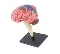 Anatomical Human Brains Model with Detachable Organs Hands on Assembly Anatomy Model for Labs Teaching Tool
