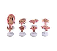 Anatomical Human Embryo Model with 8 Detachable Parts Fetal Embryo Development Anatomy Model for Classroom Education Doctor Patient Communication