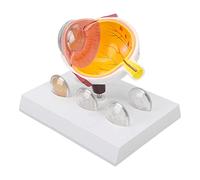 Anatomical Human Eye Model - Enlarged Eyeball with Optic Cornea, Iris, Lens - Medical Education & Display