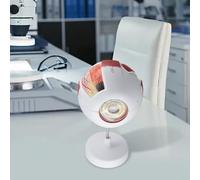 Anatomical Human Eyeball Model for Scientific Education & Ophthalmology Teaching - 6X Magnified PVC Eye with Detachable 8-Part Structure,(3X)