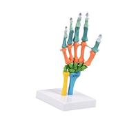 Anatomical Human Hand Bone Model with Movable Parts Color Coded Human Skeleton Anatomy Model for Clinical Settings Skeleton