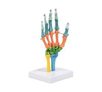 Anatomical Human Hand Skeleton Model Color Coded Bone Anatomy Model with Movable Joint for Classroom Teaching Aid Color Coded