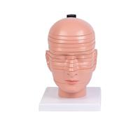 Anatomical Human Head and Neck Model Detachable Head Neck Anatomy Model for Classroom Demonstration Clinical Settings Labeled Nerves