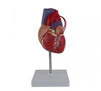 Anatomical Human Heart Model 1: 1 Life Size Anatomy with Display Holder Base for Demonstrating Bypass for Kids Kit
