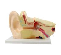 Anatomical Human Inner Ear Model Life Size Structure Anatomy for Teaching Demonstration Biology Education School PVC
