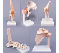 Anatomical Human Joint Model Knee Shoulder Elbow Hand Foot Hip - Bendable Cruciate Ligament Meniscus PVC Flexible Movable Bone with Ligament for Teaching Anatomy