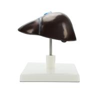 Anatomical Human Liver Model Life Size Hepatic Structure Anatomy Model for Teaching Demonstration Biology Education Detachable Liver Anatomy Tool