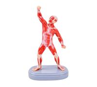 Anatomical Human Muscle Structure Model Realistic Human Muscle Anatomy Model for Art Drawing Sculpture Anatomy Study Clinical Teaching Tool for Students