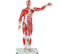 Anatomical Human Muscular Figure Model, 27-Part Complete Anatomy with Organs, 100 Numbered Parts for Educational and Medical Use