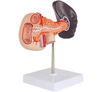 Anatomical Human Pancreas Human Spleen And Pancreas Model Magnitude Natural, Duodenum, Spleen Model Model of Human Anato