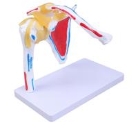 Anatomical Human Shoulder Joint with Muscles Nerves Structure Muscled Shoulder Joint Anatomy Model Anatomy Model