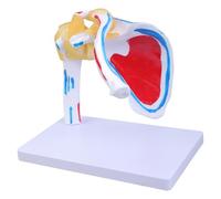 Anatomical Human Shoulder Joint with Muscles Nerves Structure Muscled Shoulder Joint Anatomy Model Anatomy Model