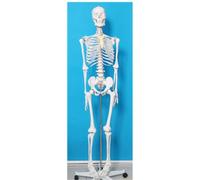 Anatomical Human Skeleton Model with Detailed Nerves and Blood Vessels for Medical Education and Study