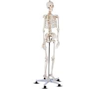 Anatomical Human Skeleton Model with Rolling Stand for Anatomy Teaching and Medical Study