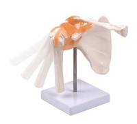 Anatomical Human Skeleton Shoulder Joint Model with Ligament, Medical School Teaching Aid Nurse Training Clinical Simulation Tool